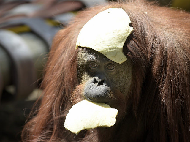 Derechos del orangut�n